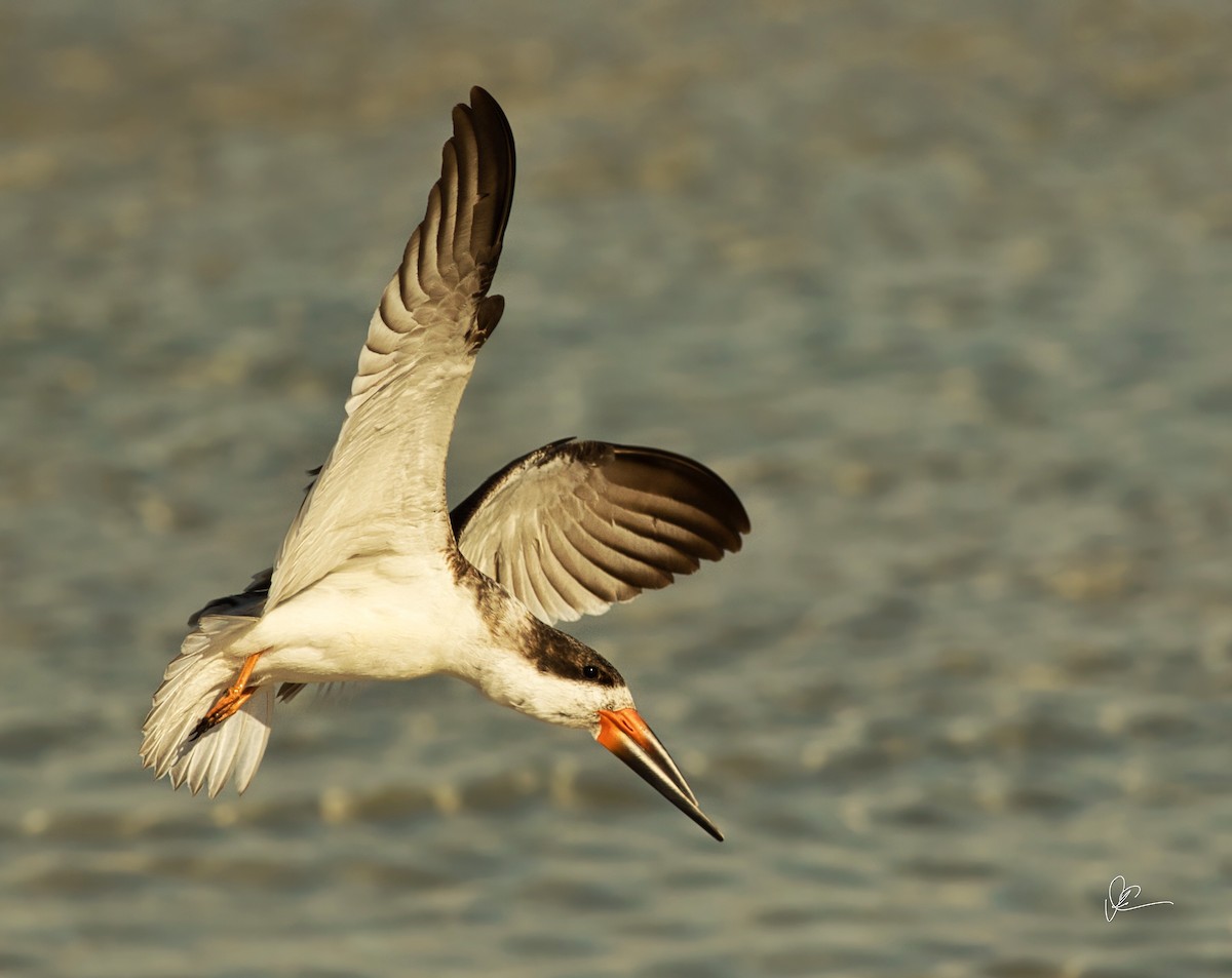 Black Skimmer - ML131594301