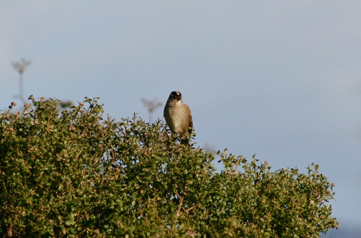 White-crowned Sparrow - Ray Radtkey