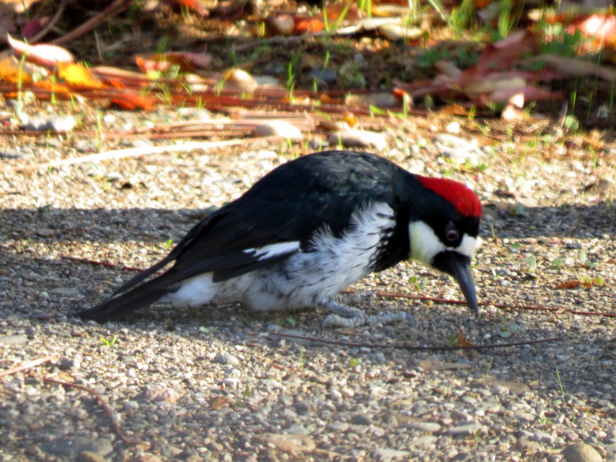 Acorn Woodpecker - Michael Bowen