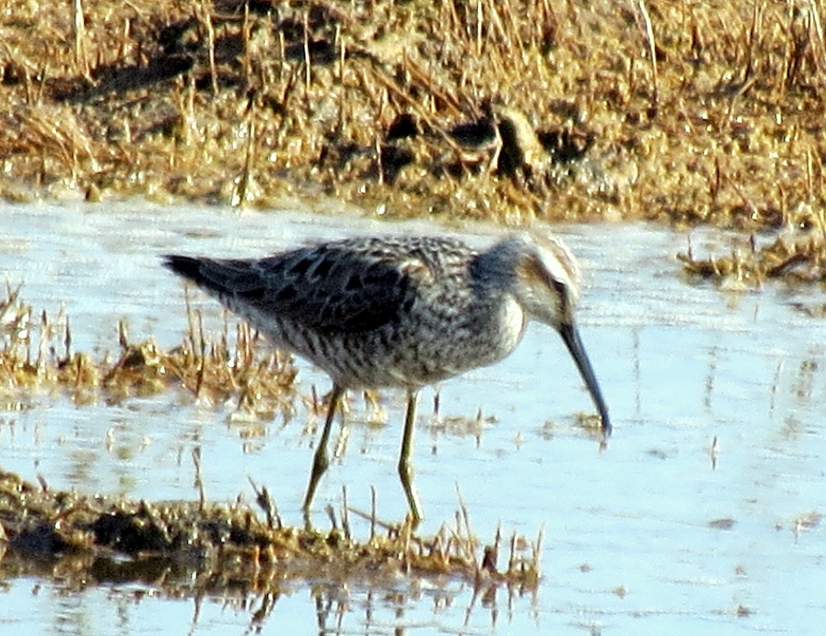 Stilt Sandpiper - ML131597211