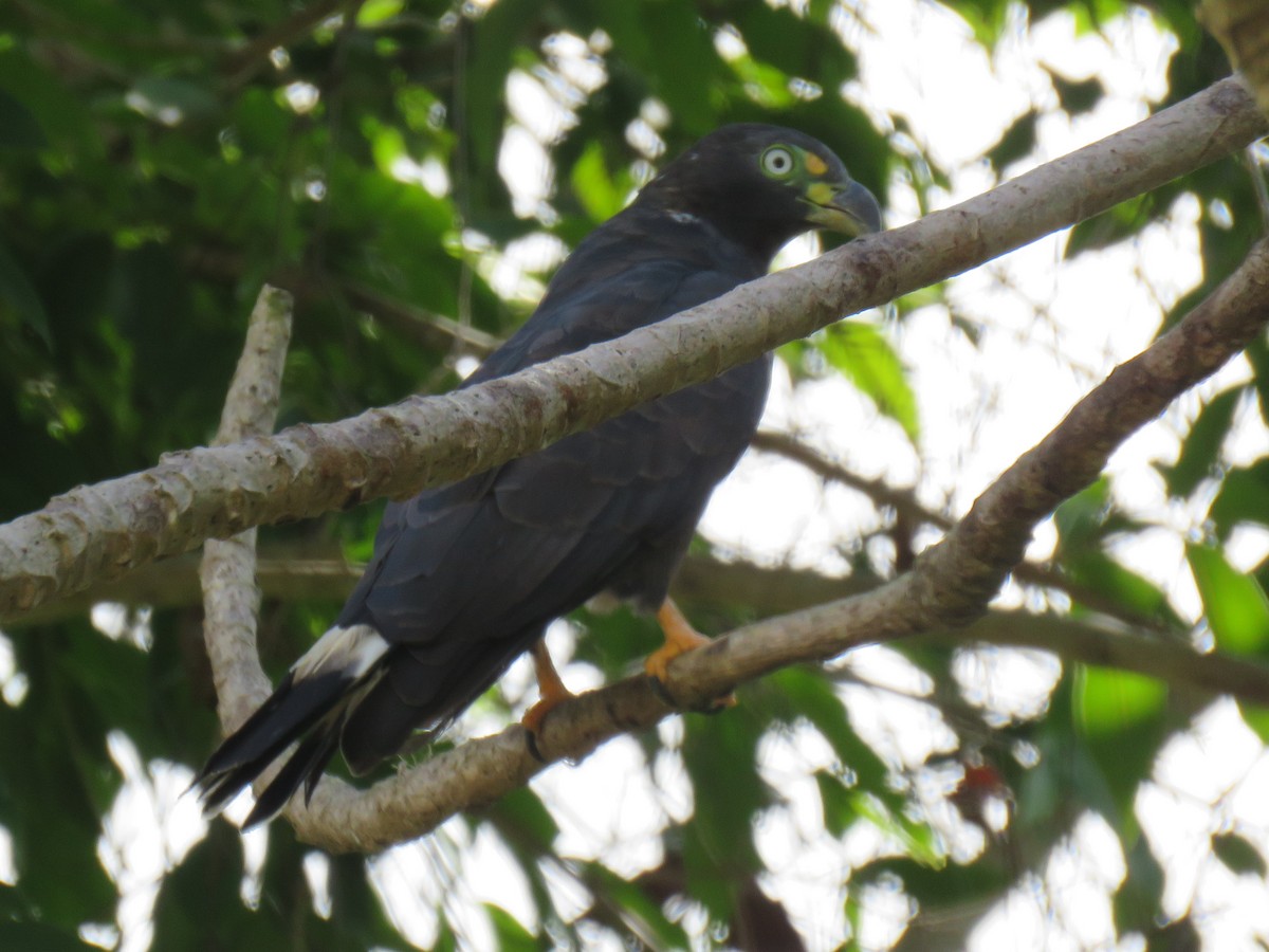 Hook-billed Kite - Ron Batie