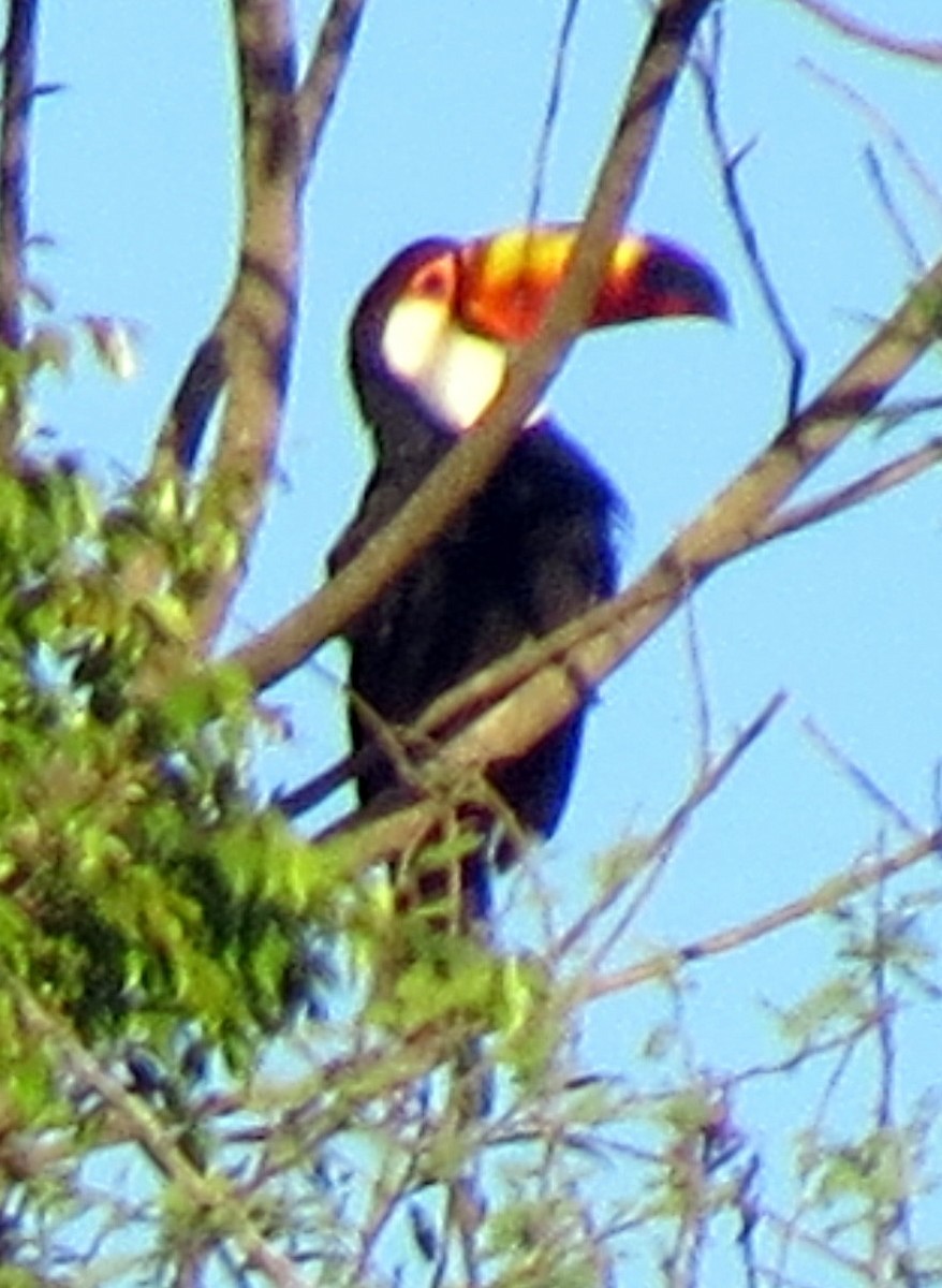 Toco Toucan - ML131599421