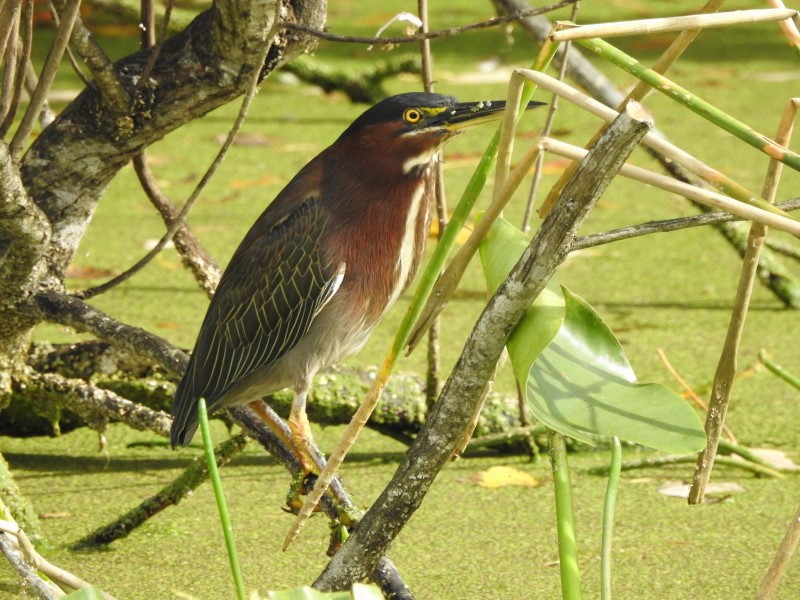 Green Heron - ML131600651