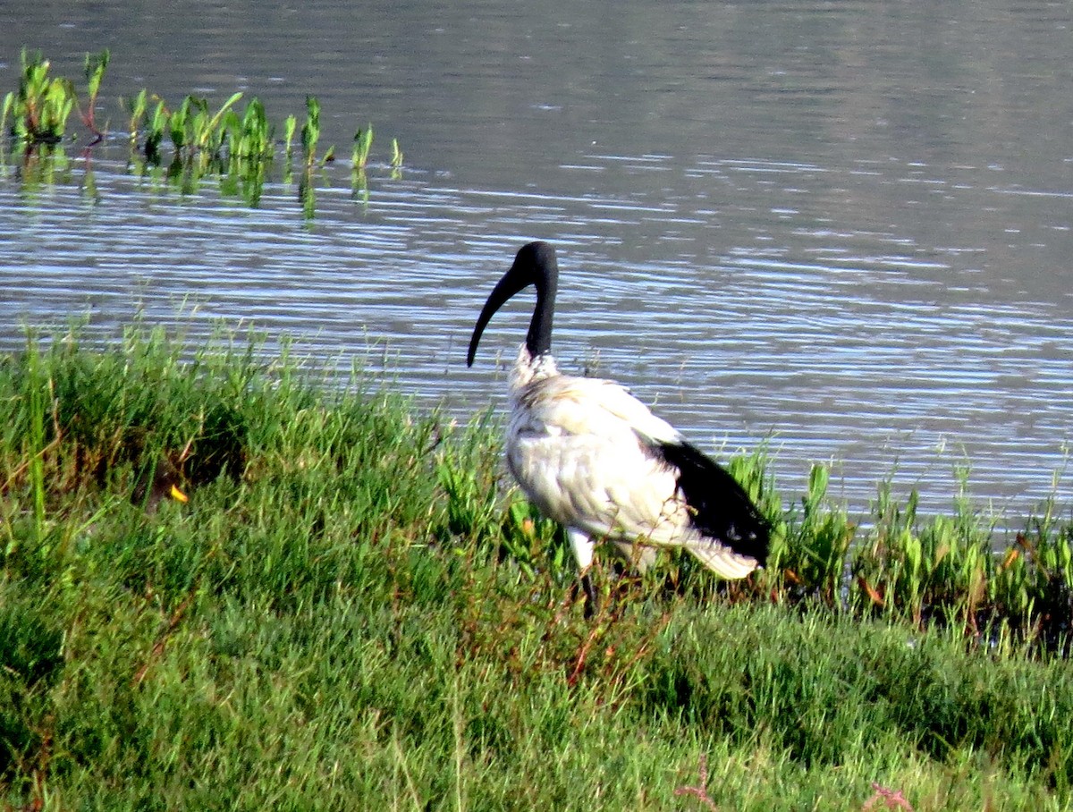 ibis posvátný - ML131601321
