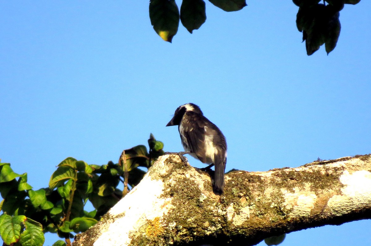 White-eared Barbet - ML131601731