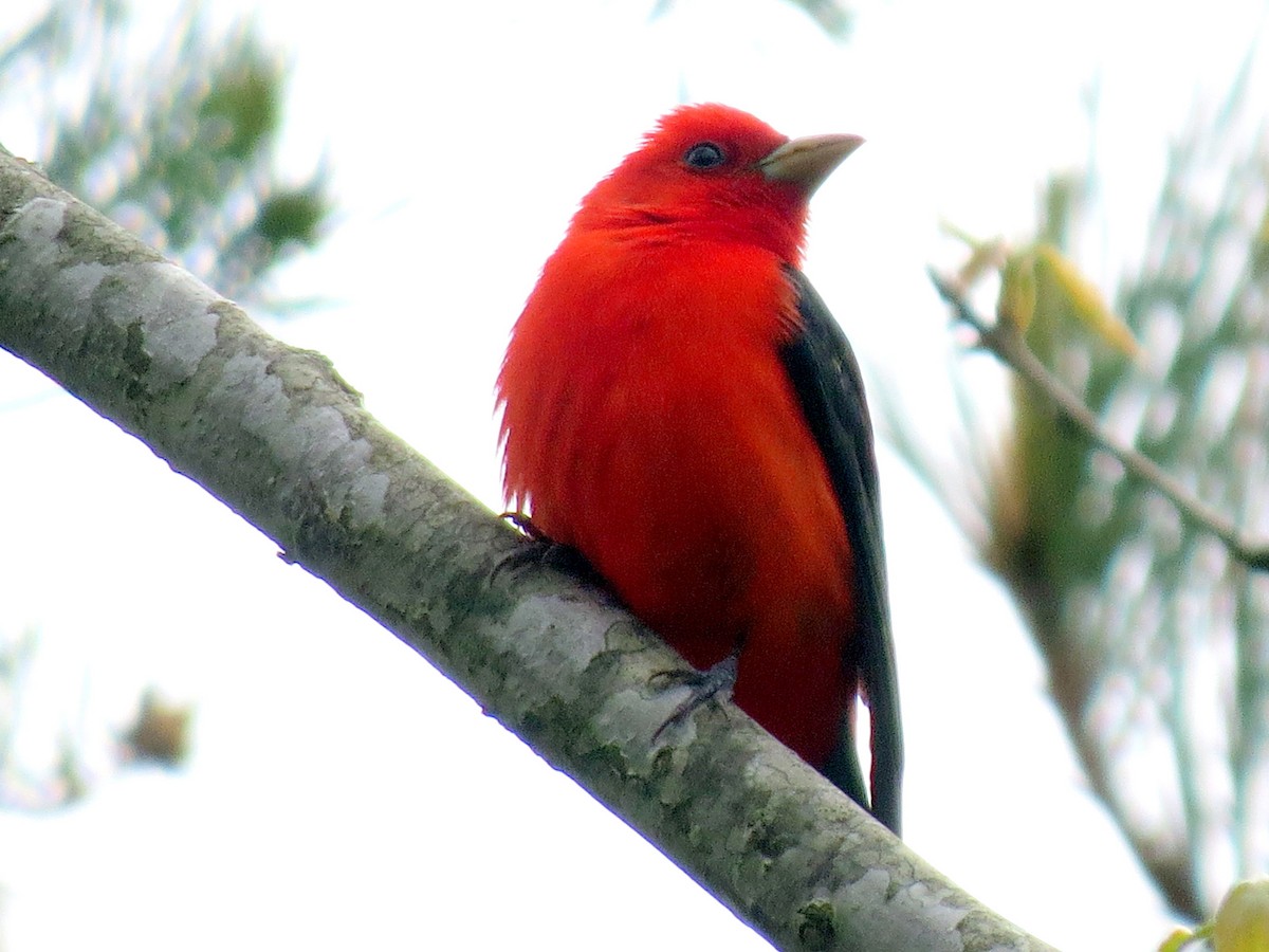 Scarlet Tanager - ML131602691