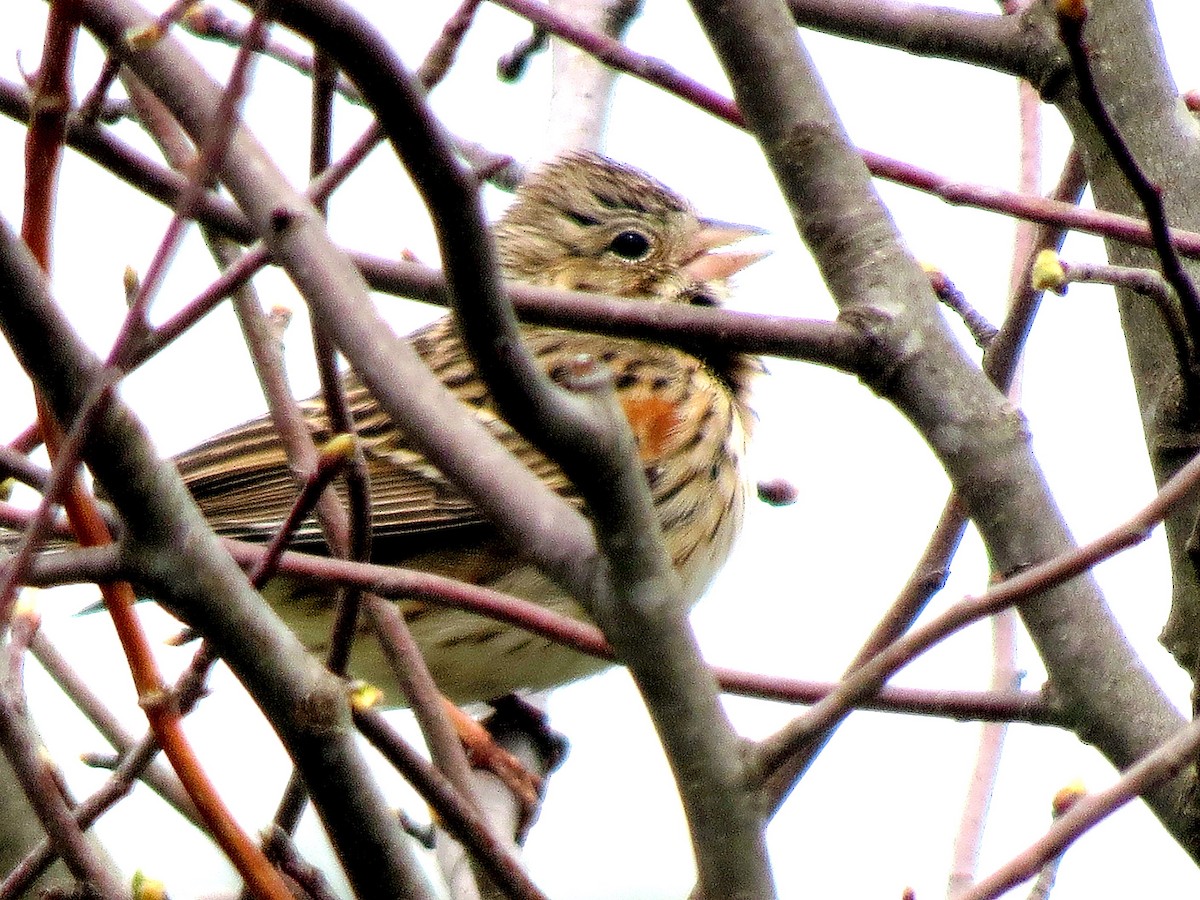 Vesper Sparrow - ML131602701