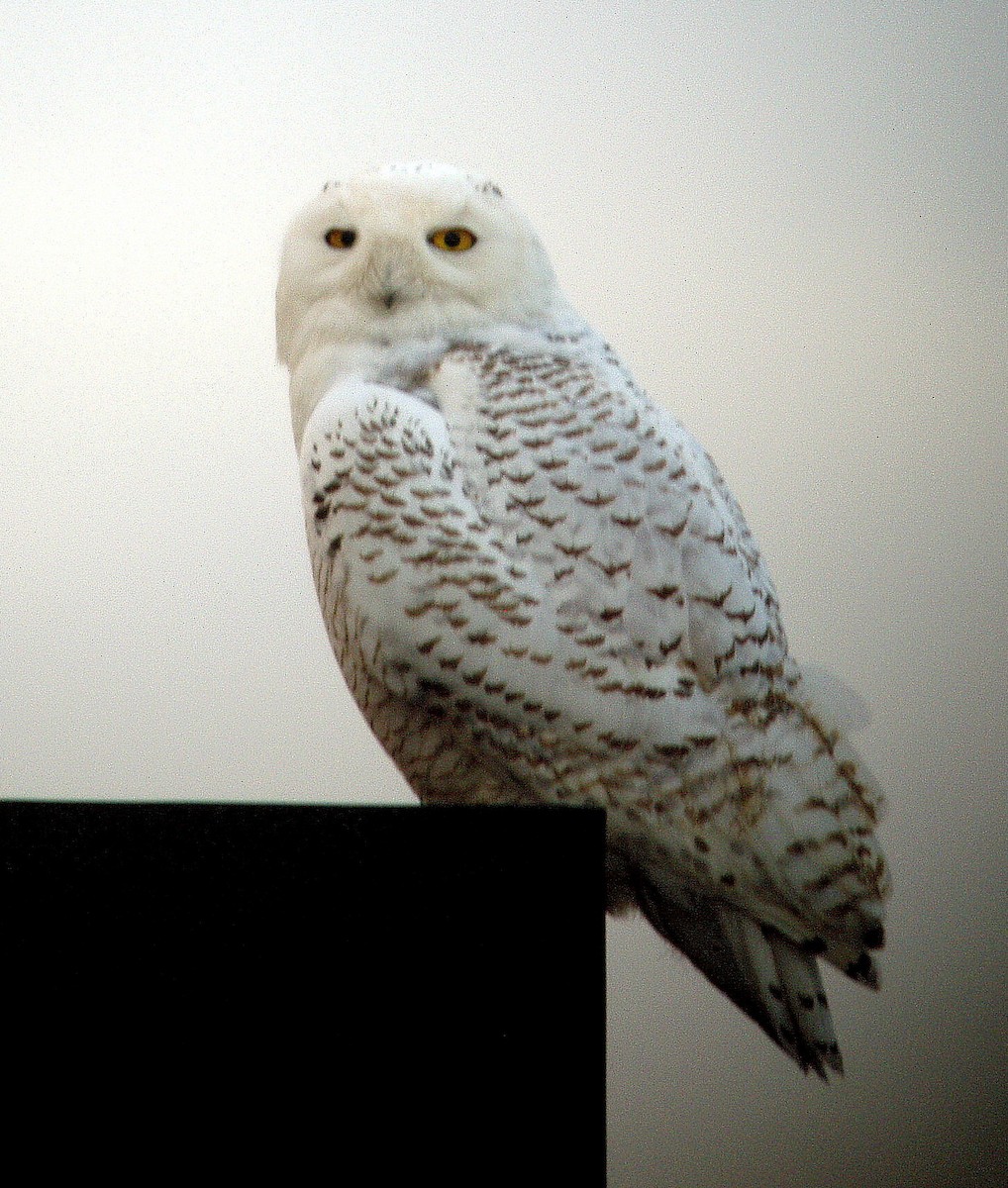Snowy Owl - ML131605671