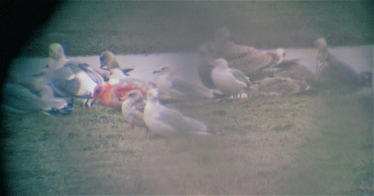 goéland ou mouette sp. - ML131607441