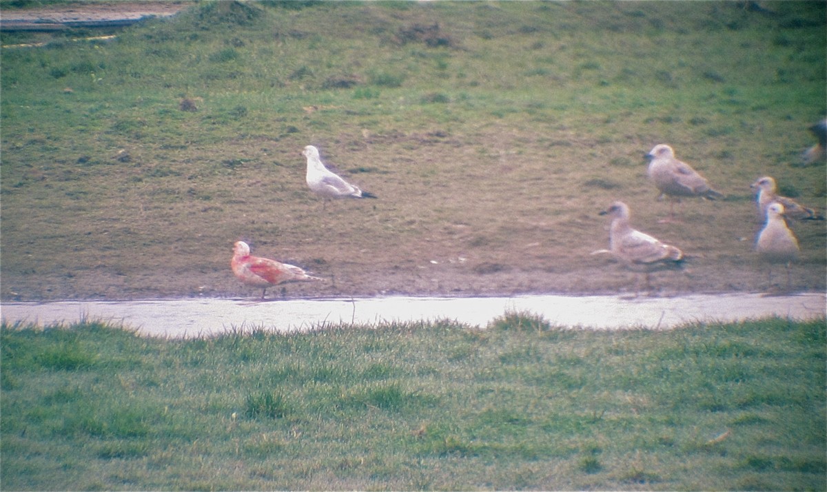 goéland ou mouette sp. - ML131607451