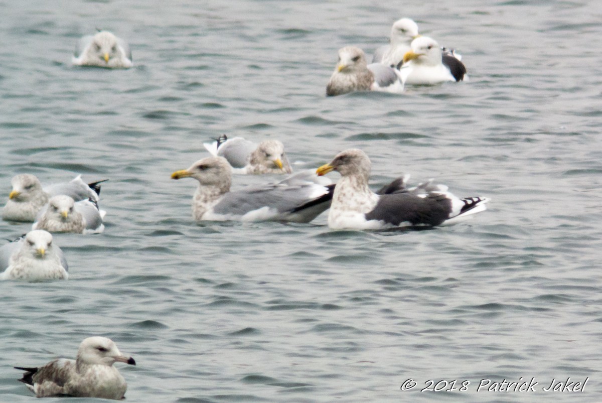 Slaty-backed Gull - Patrick Jakel
