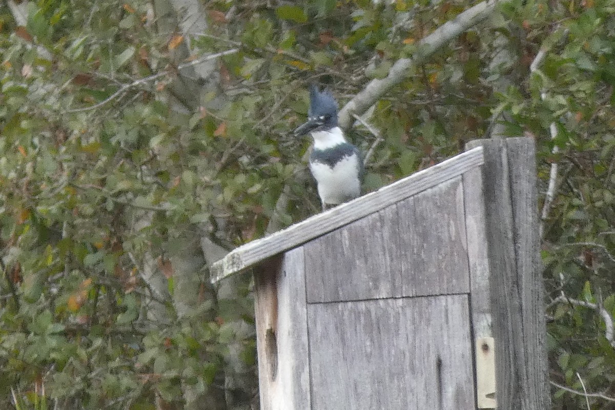 Belted Kingfisher - ML131610621