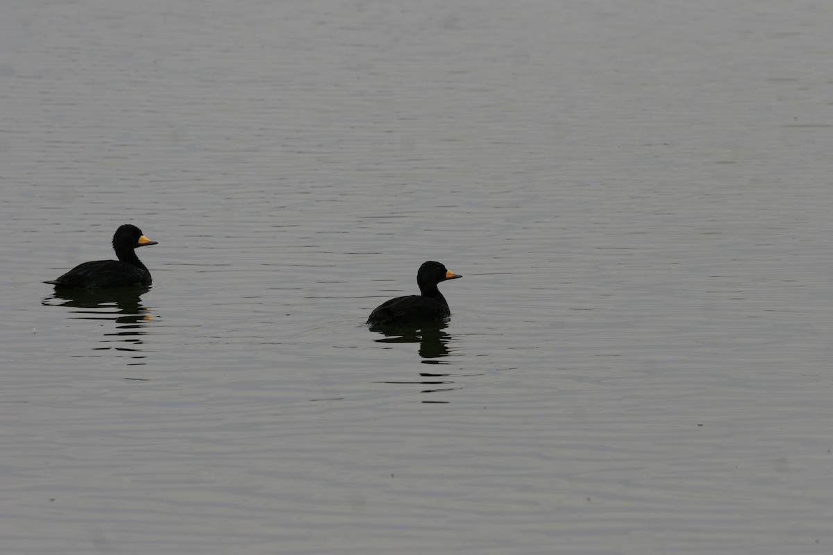 Black Scoter - George Brode