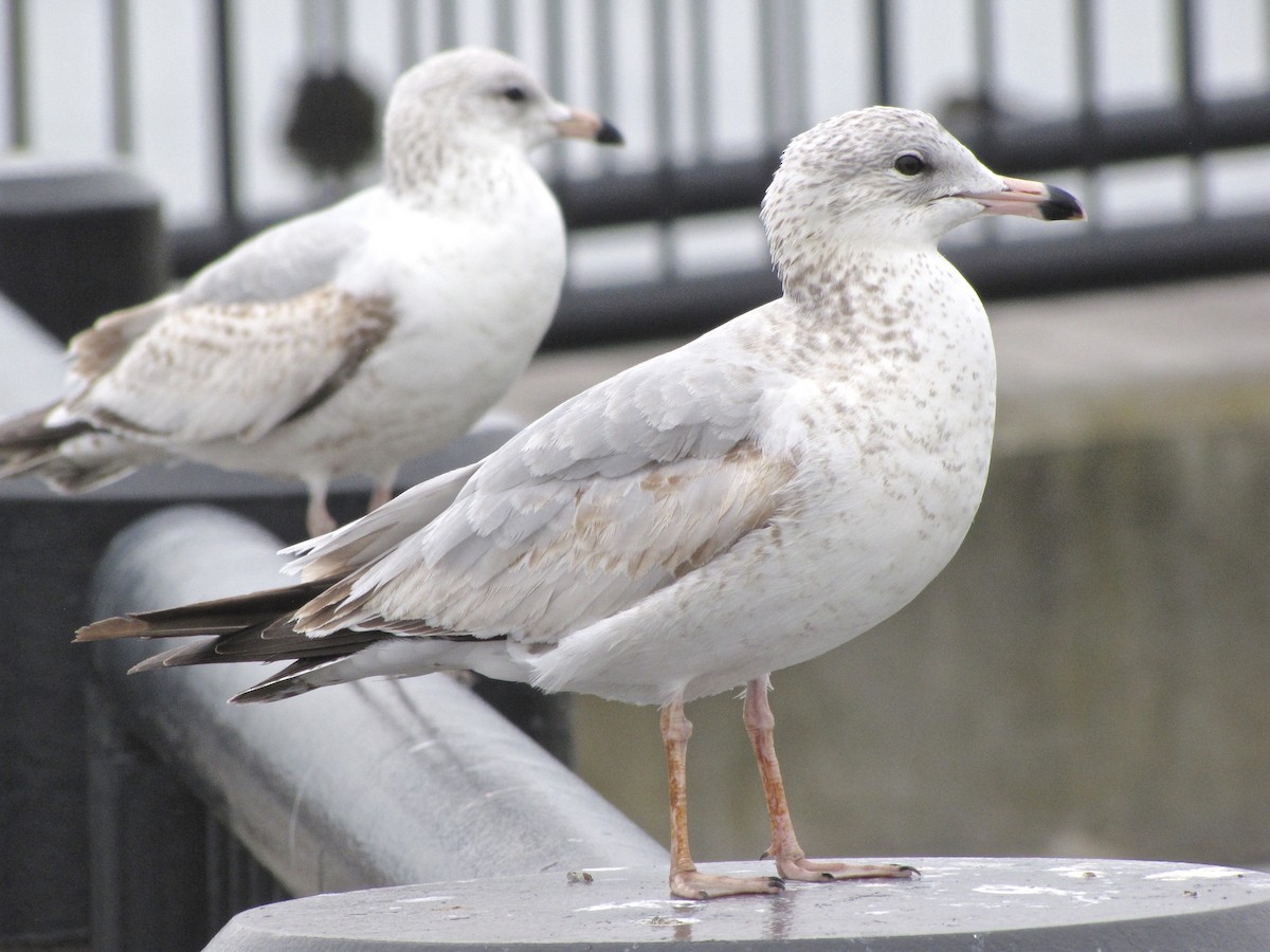 Ring-billed Gull - Joseph Hammerle