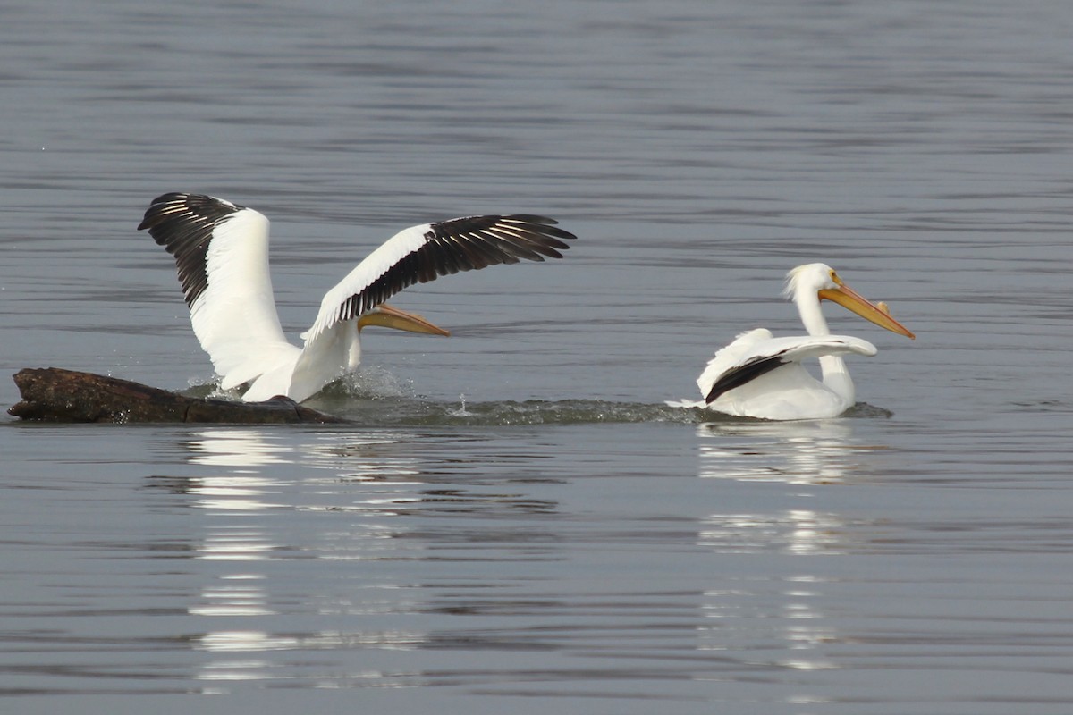 American White Pelican - ML131619851
