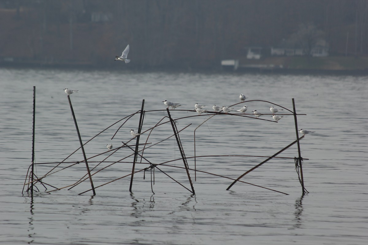 Forster's Tern - ML131620031