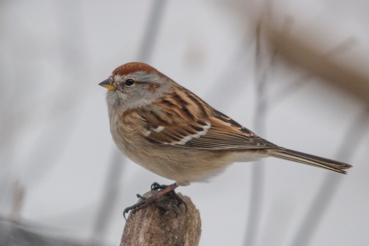 American Tree Sparrow - ML131620641