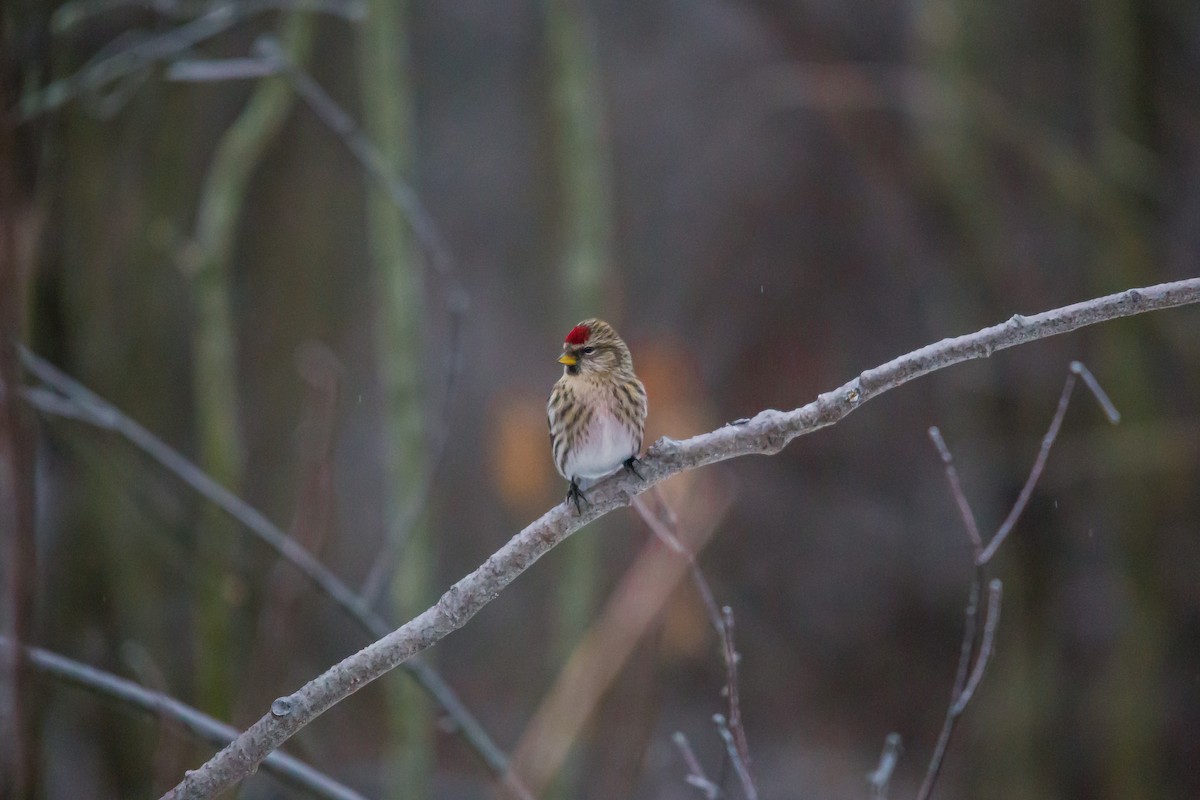 Common Redpoll - ML131620831