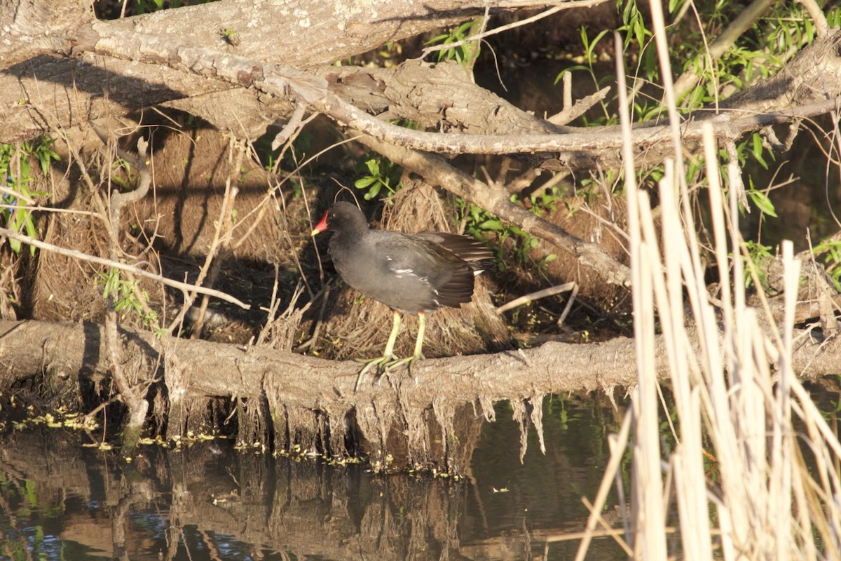 Eurasian Moorhen - ML131621311