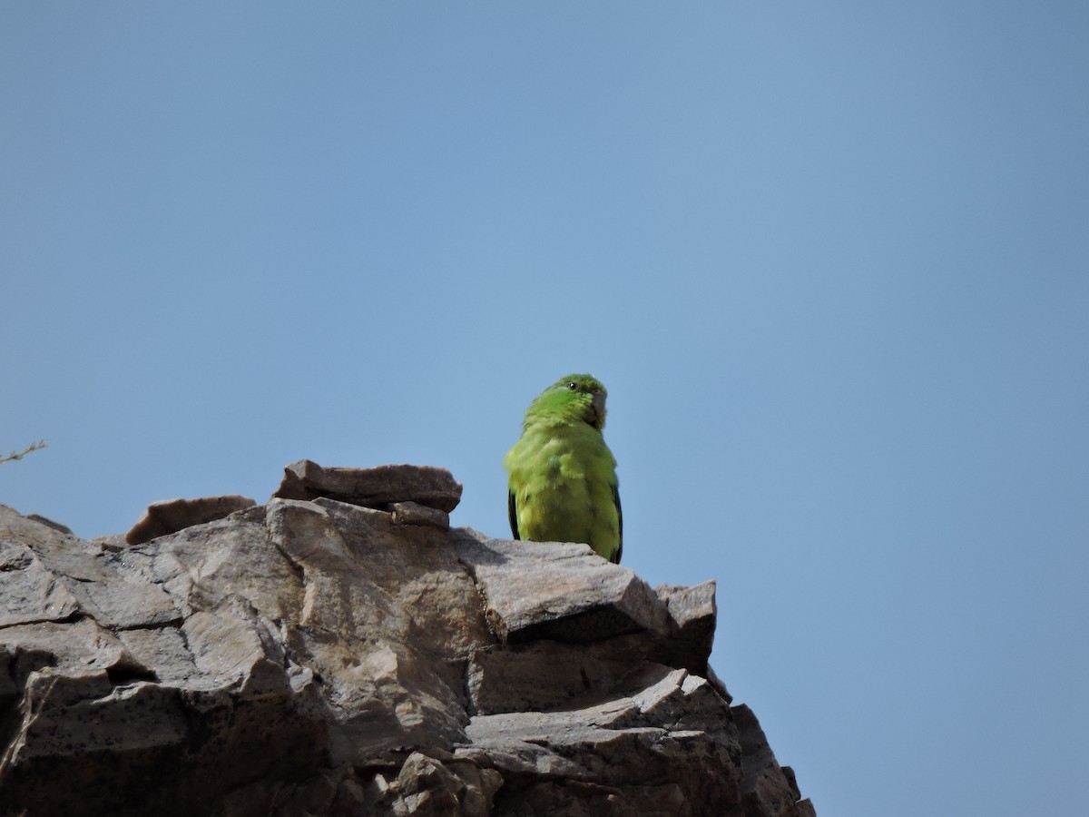 Папуга гірський - ML131622301