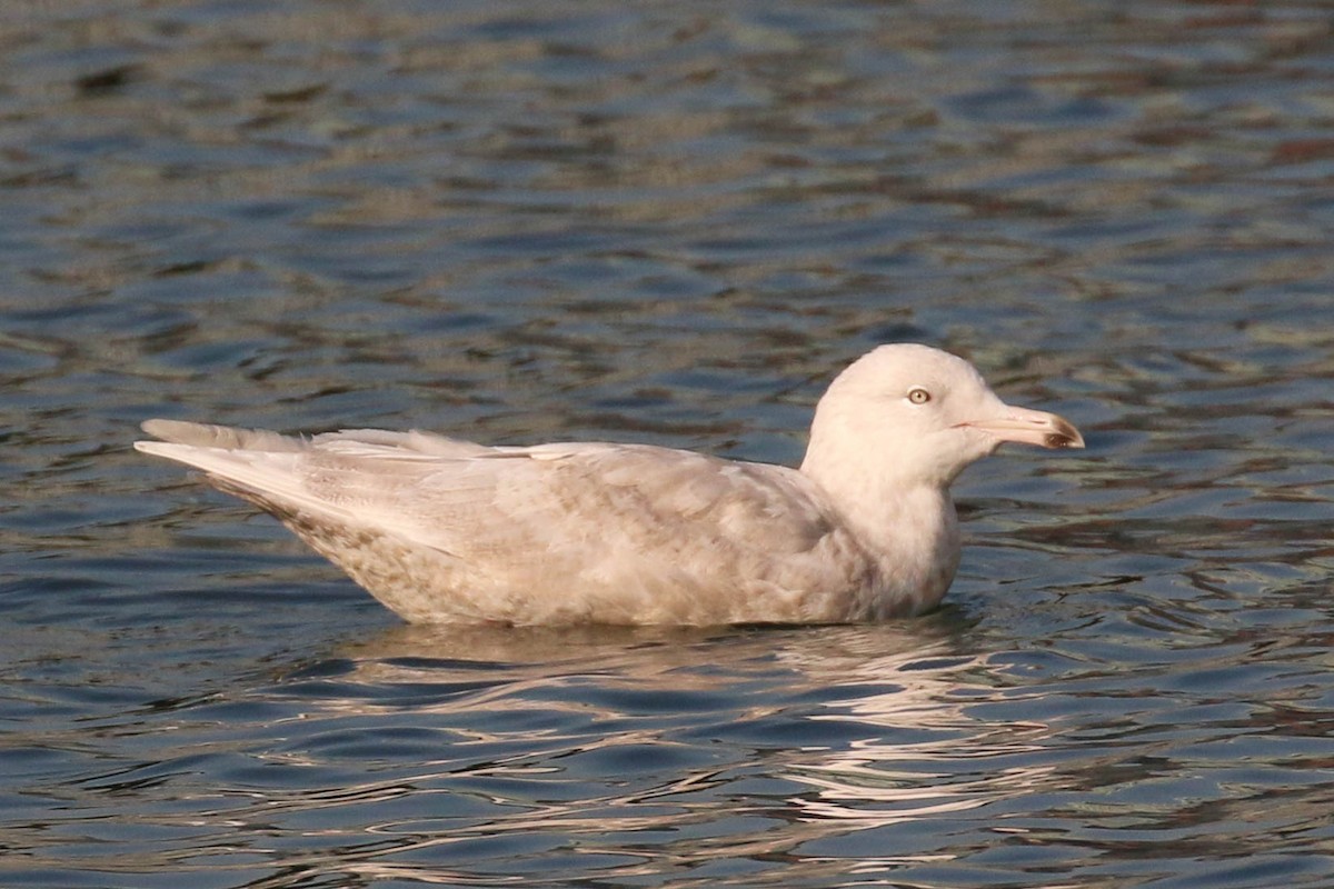 Glaucous Gull - ML131623071