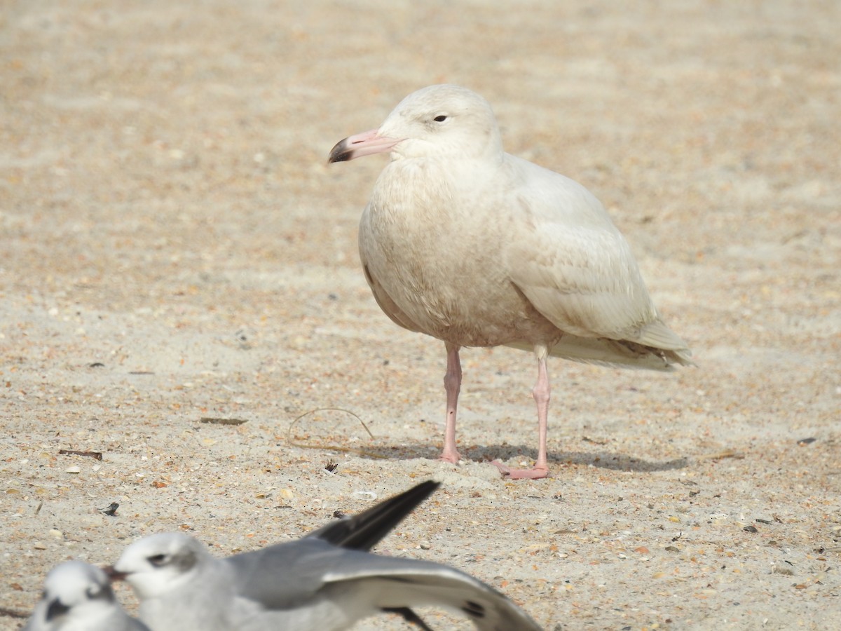 Glaucous Gull - ML131624171