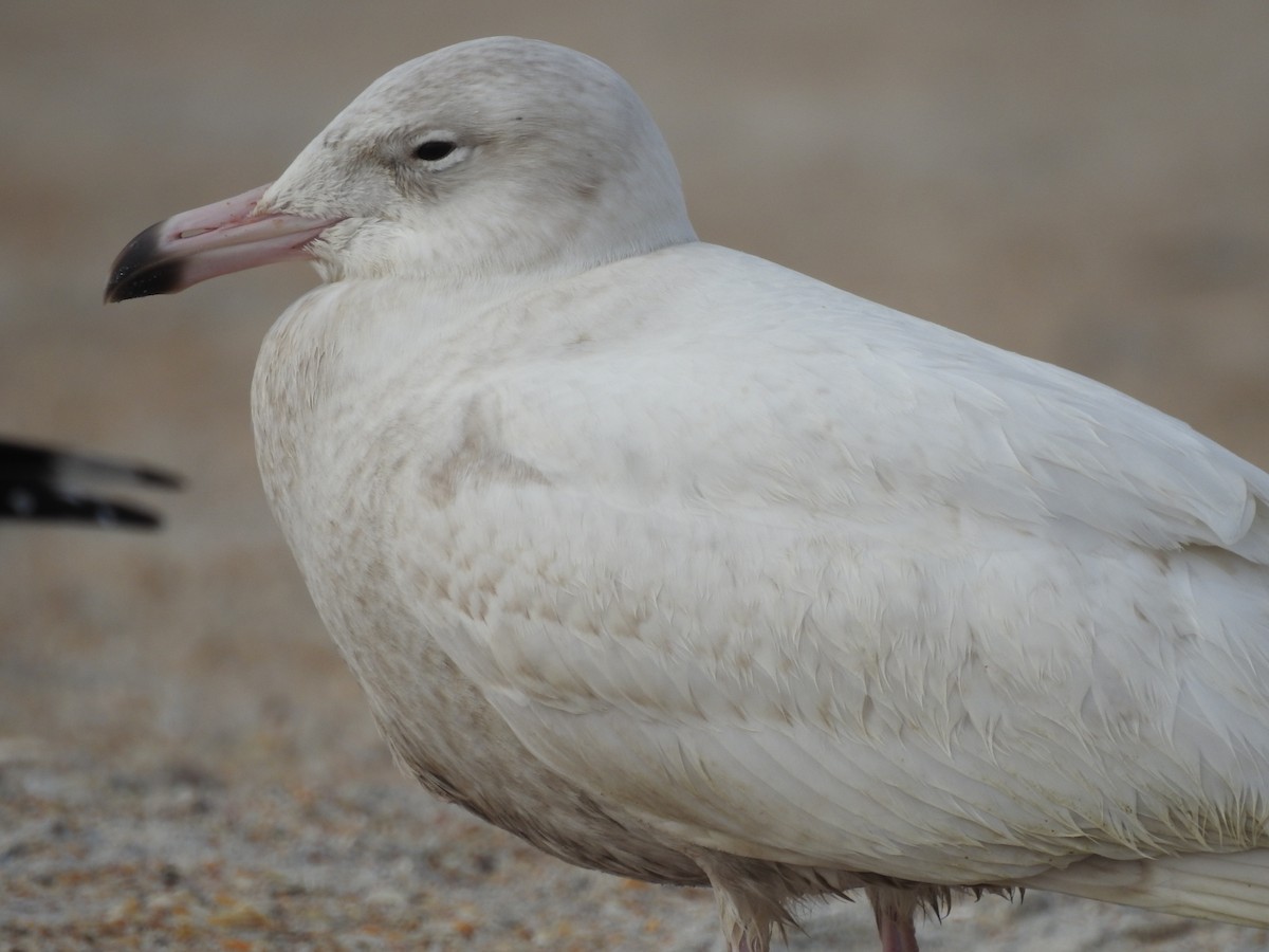 Glaucous Gull - ML131624221