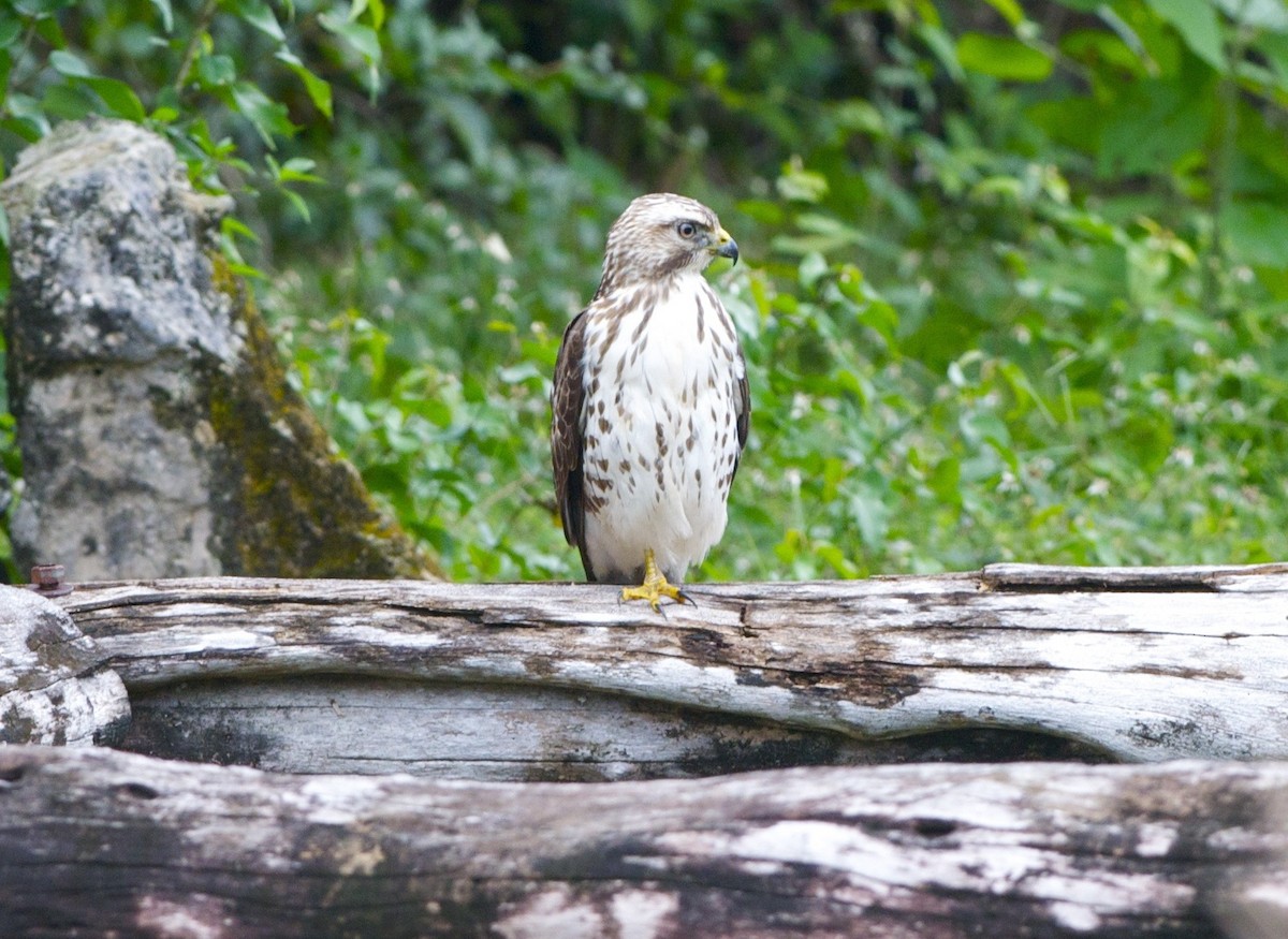 Broad-winged Hawk - ML131628021