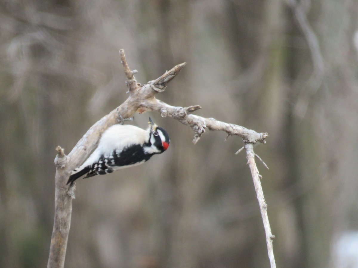 Downy Woodpecker - ML131629121