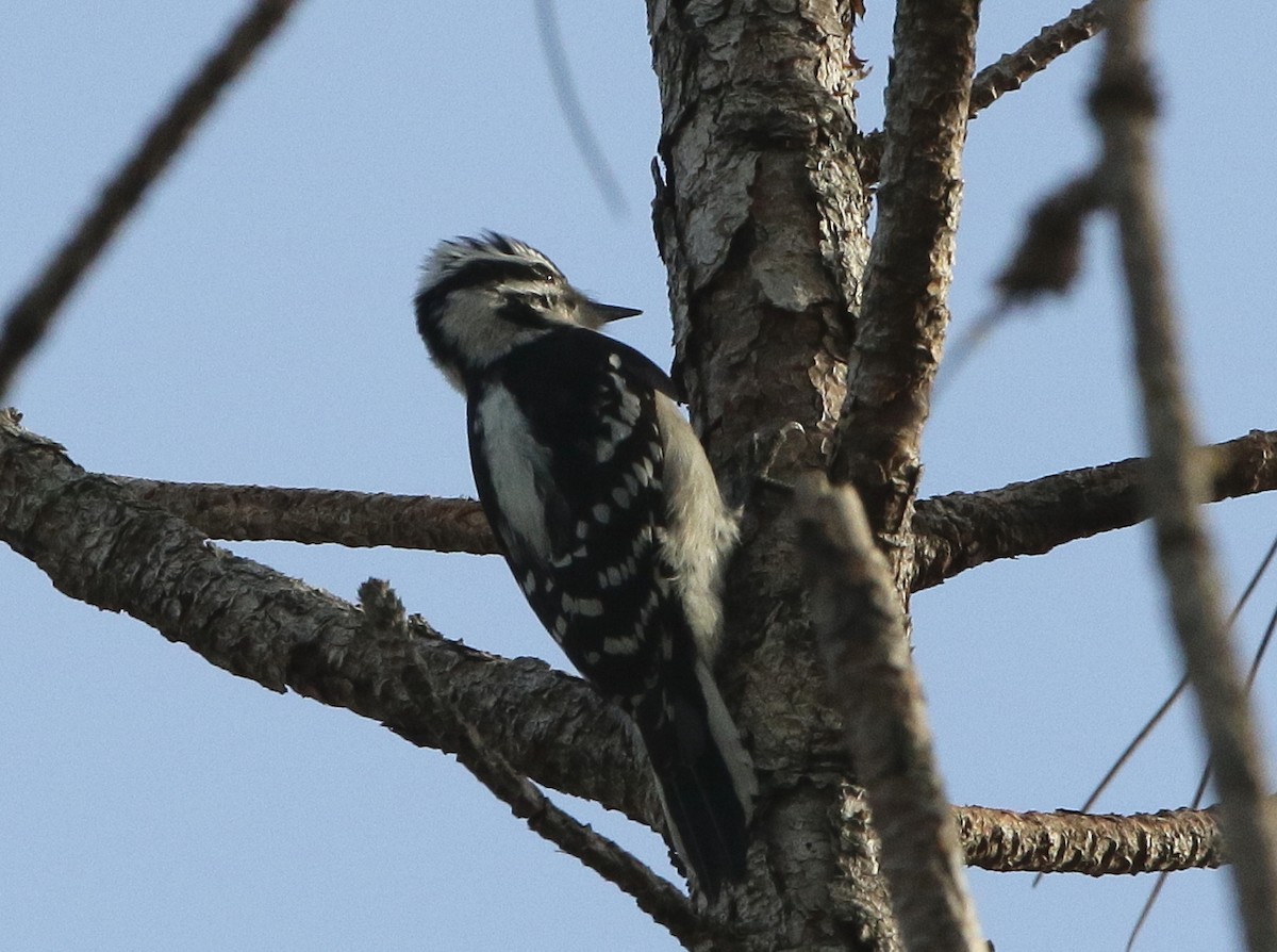 Downy Woodpecker - ML131629441