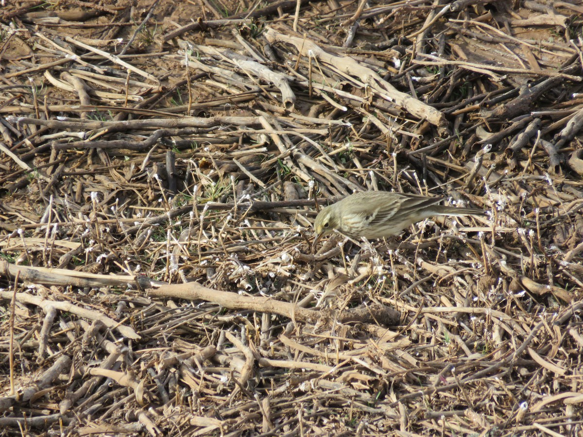 American Pipit - carolyn spidle