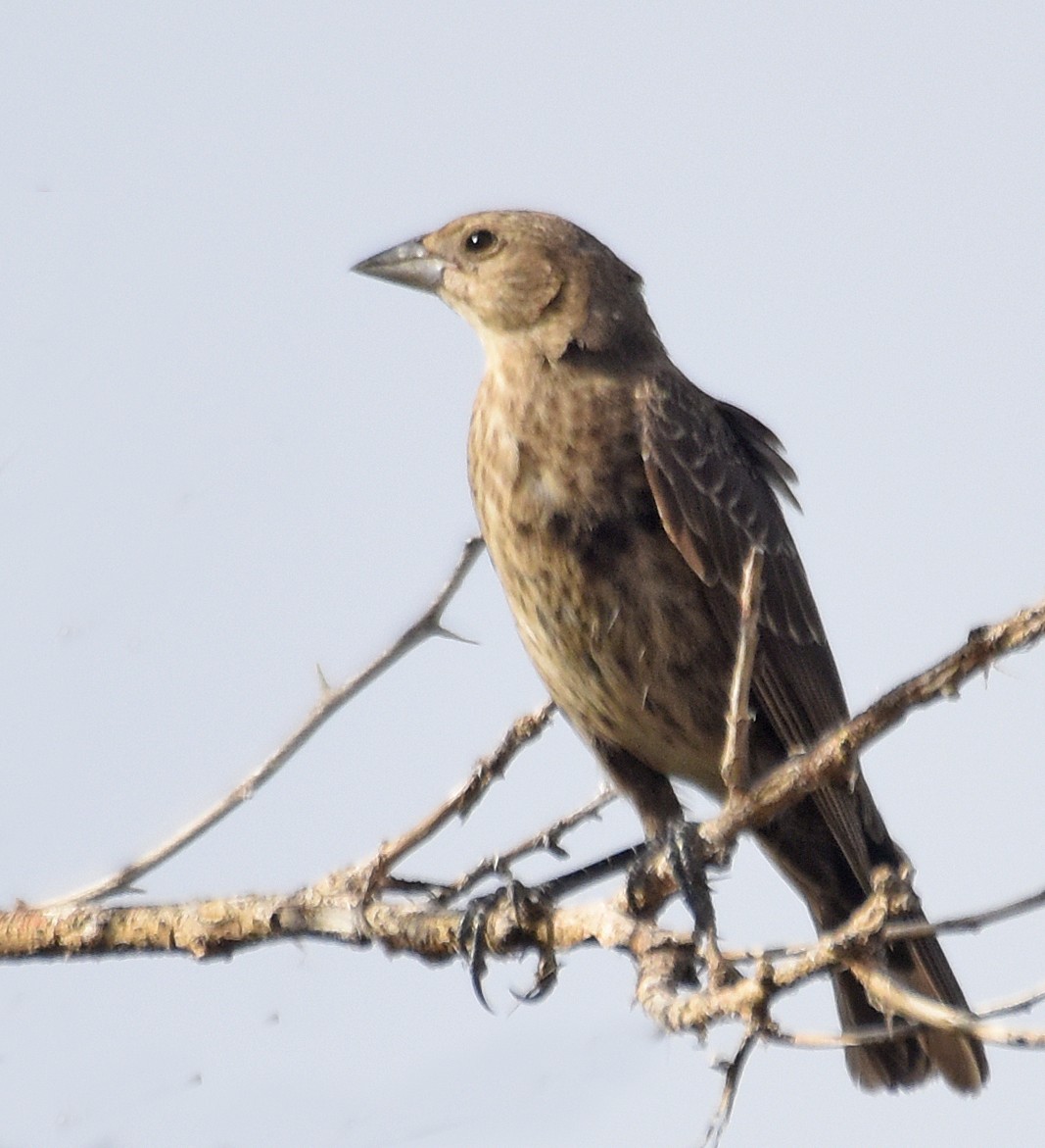 Brown-headed Cowbird - Steven Mlodinow