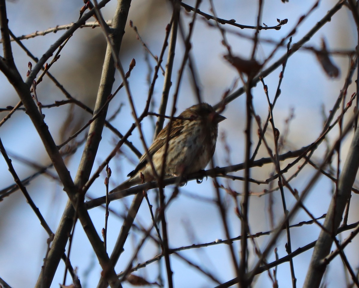 Purple Finch - ML131630521