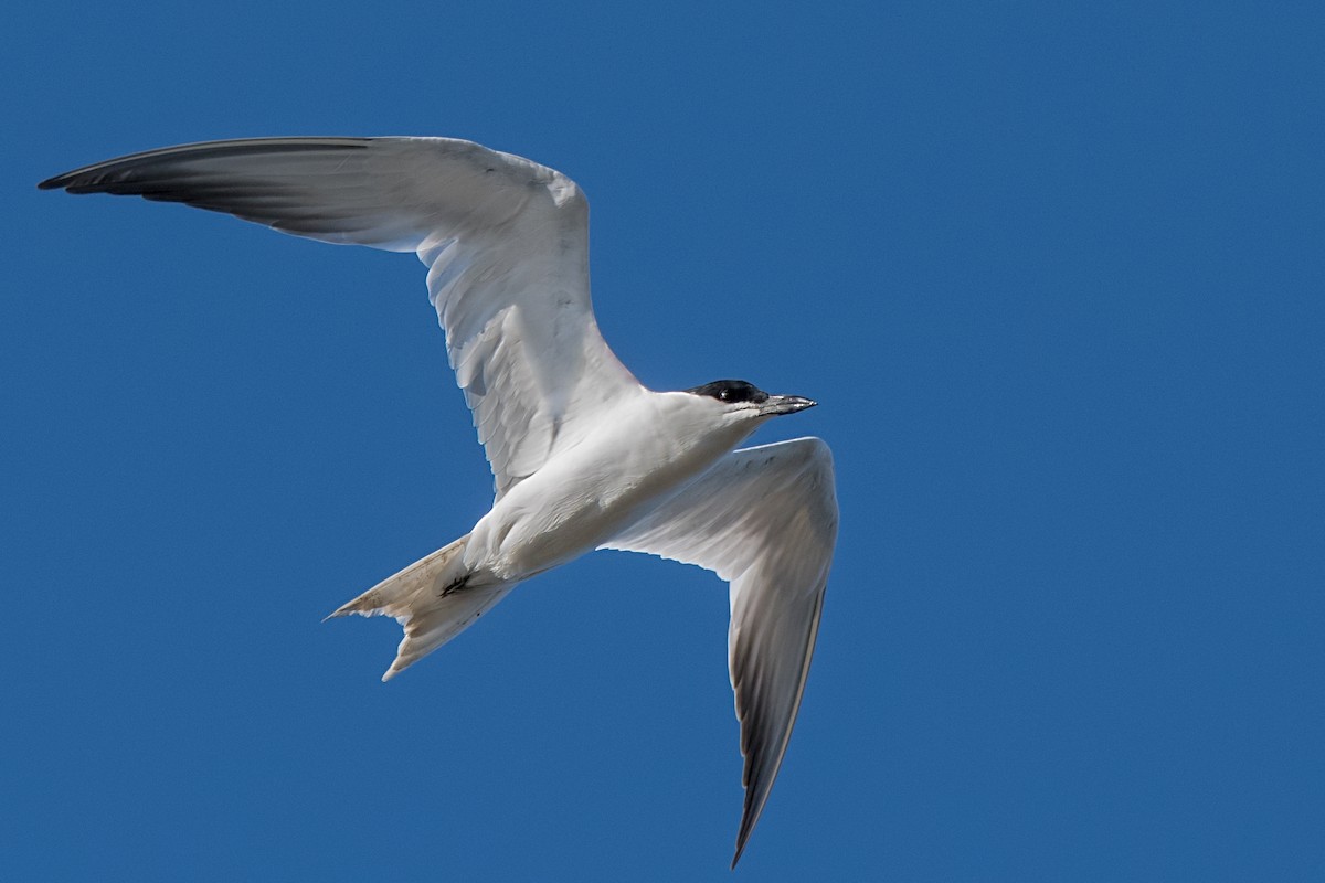 Australian Tern - Hayley Alexander