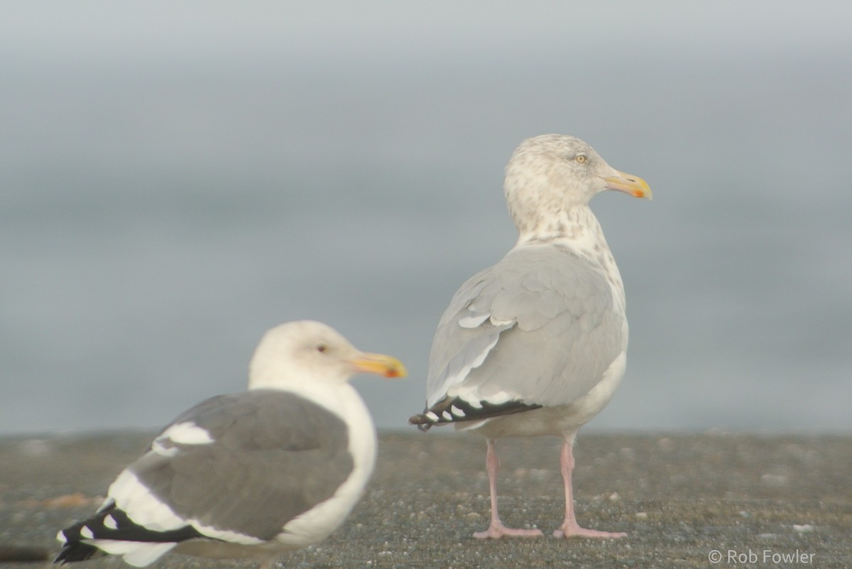 Herring Gull (American) - Rob Fowler