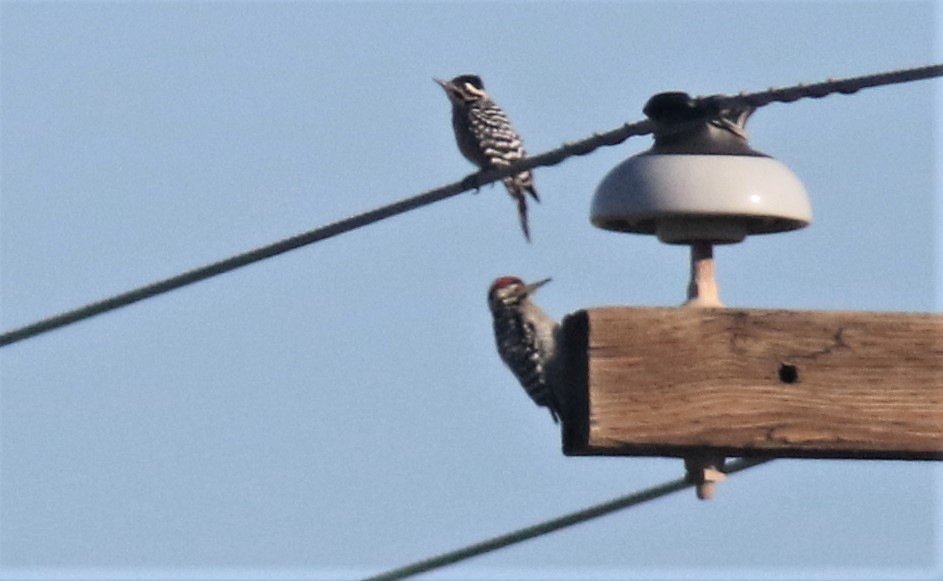 Ladder-backed Woodpecker - Jim Tietz