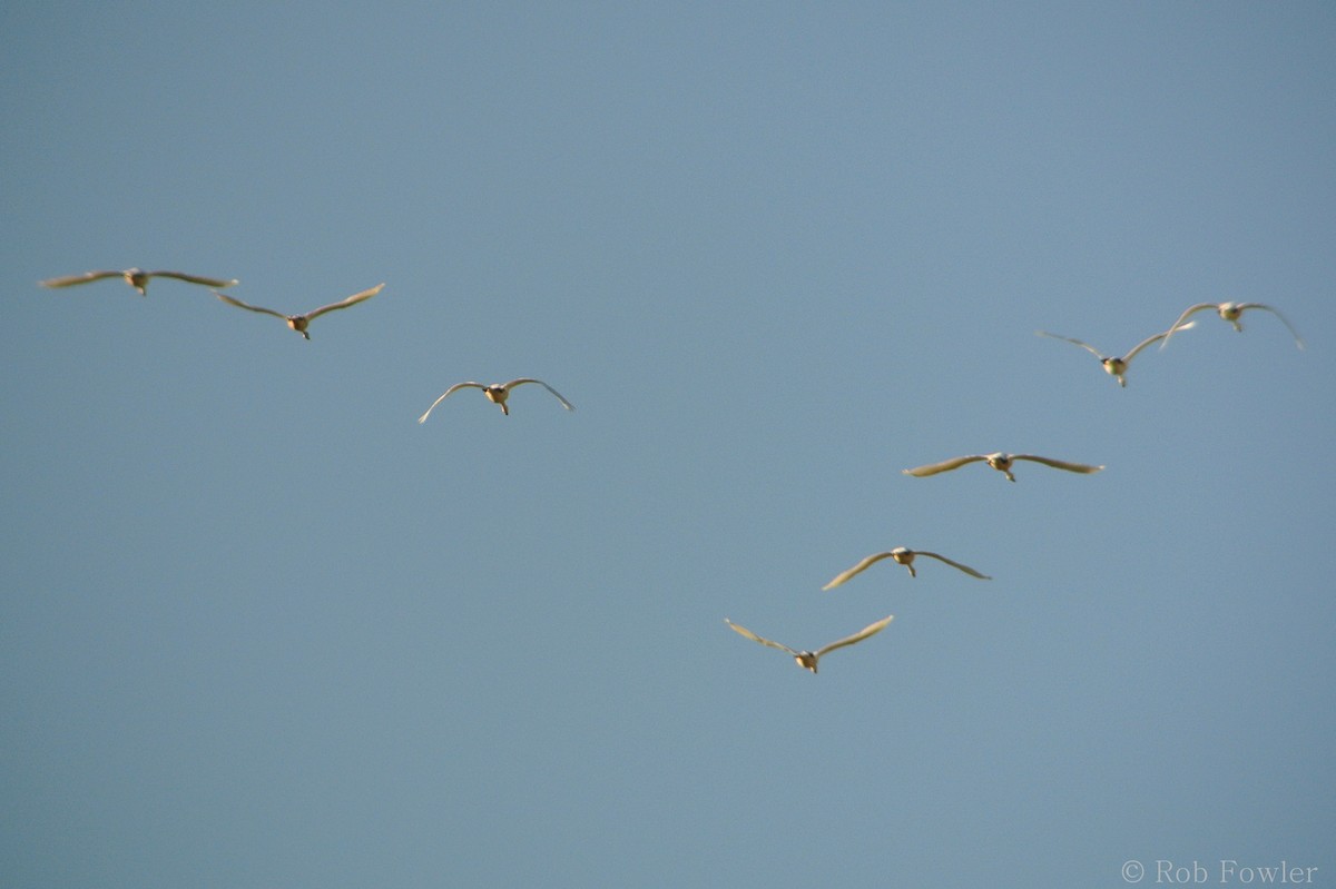 Cygne siffleur - ML131636301