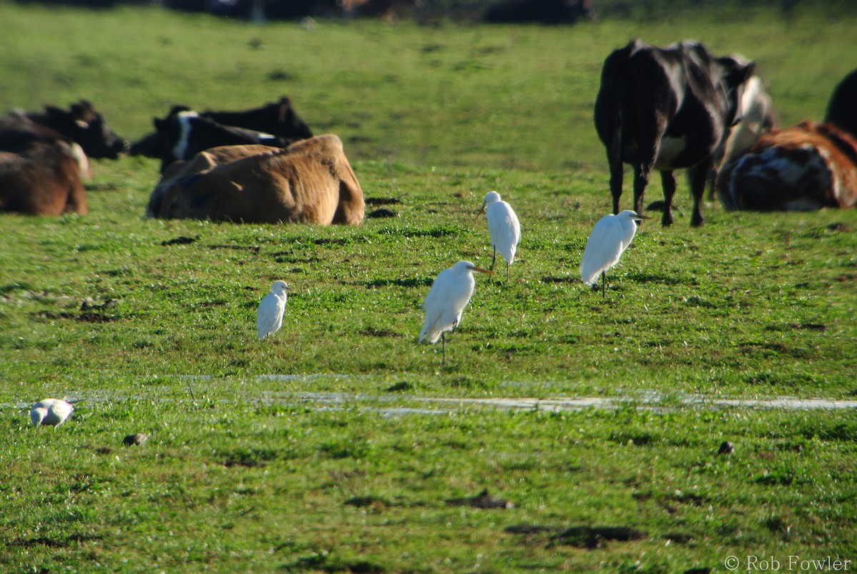 Western Cattle Egret - Rob Fowler