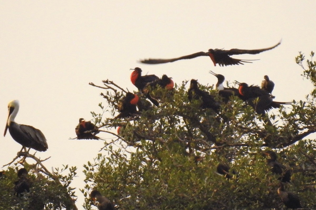 Magnificent Frigatebird - ML131637281