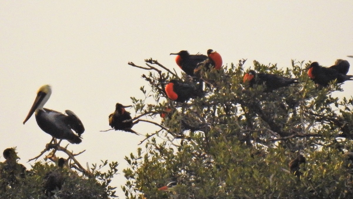 Magnificent Frigatebird - ML131637321