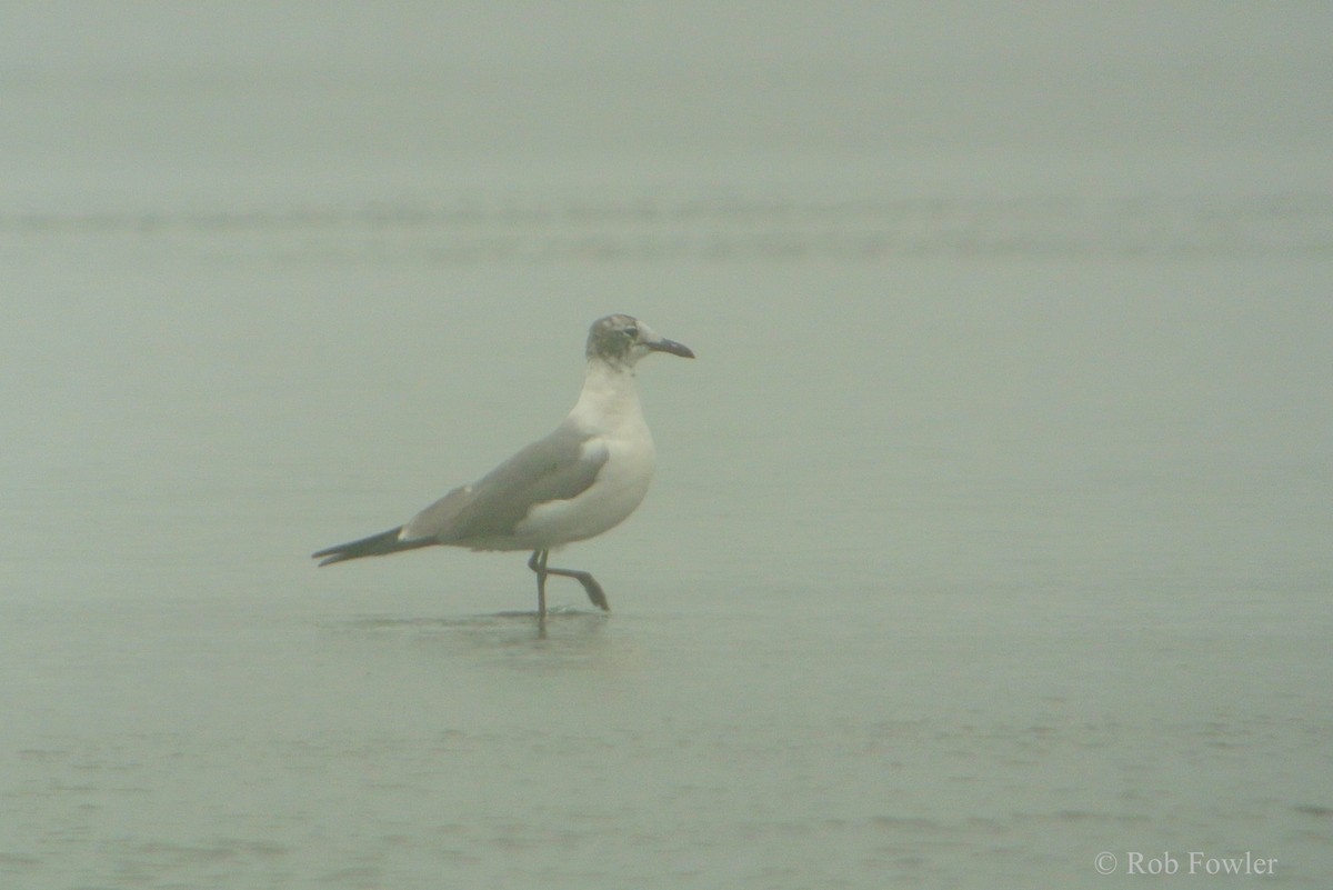 Laughing Gull - ML131637641