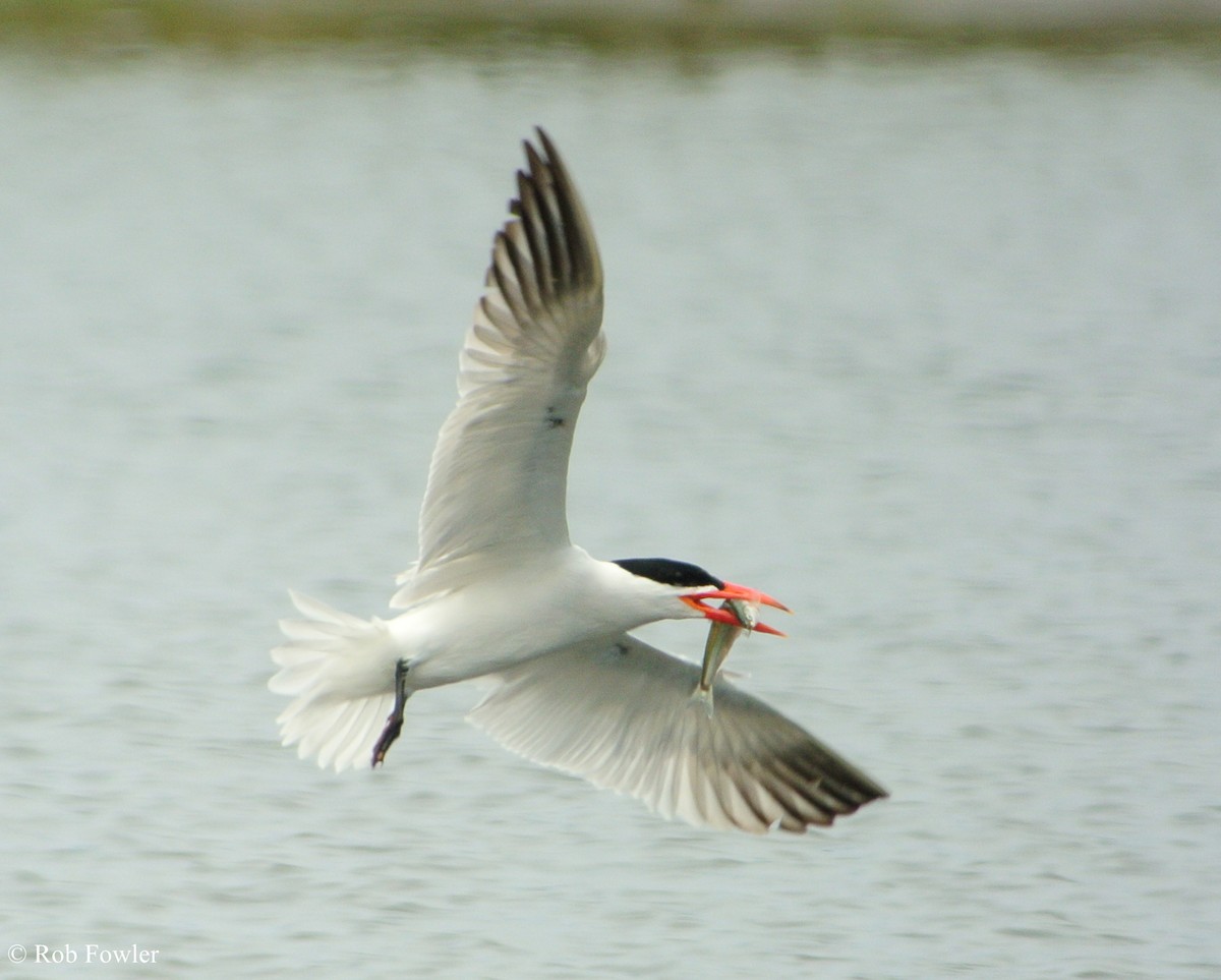 Caspian Tern - Rob Fowler