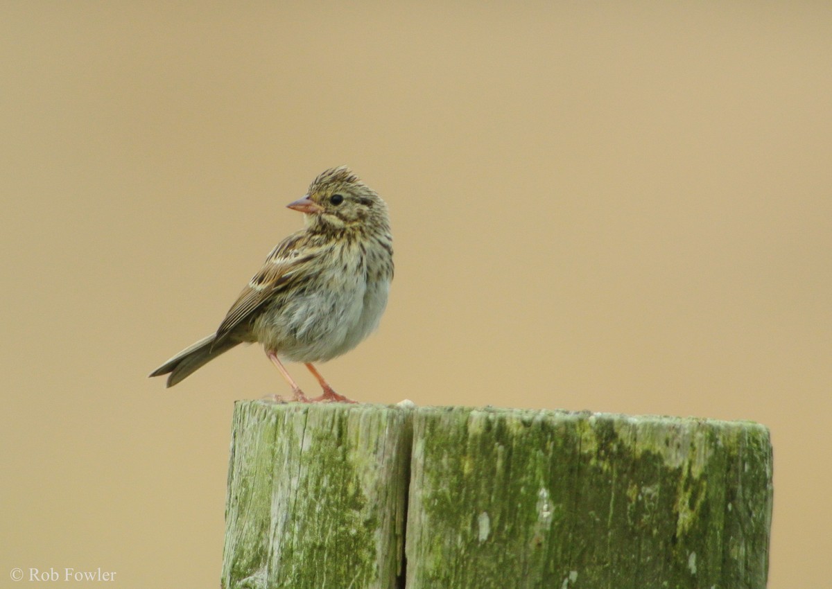 Savannah Sparrow - ML131638281