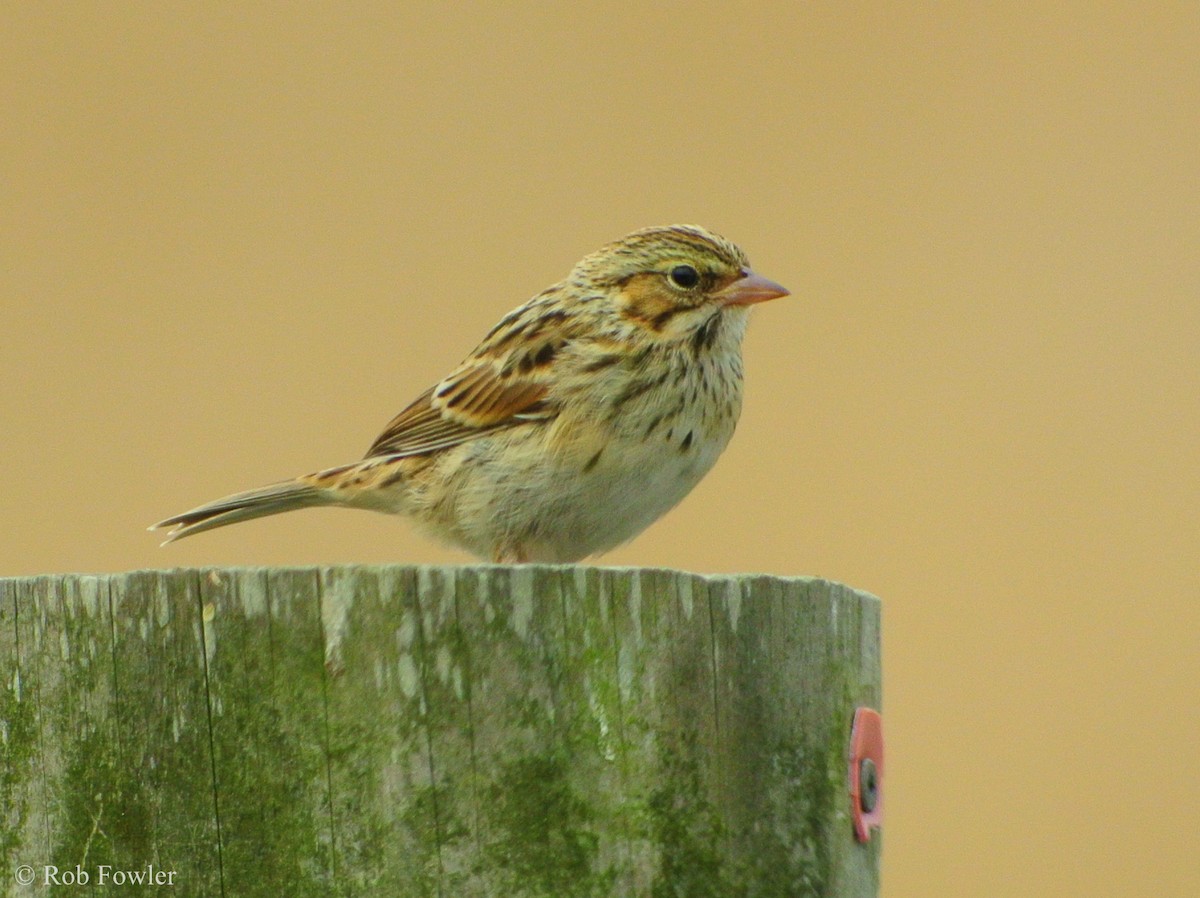 Savannah Sparrow - ML131638291
