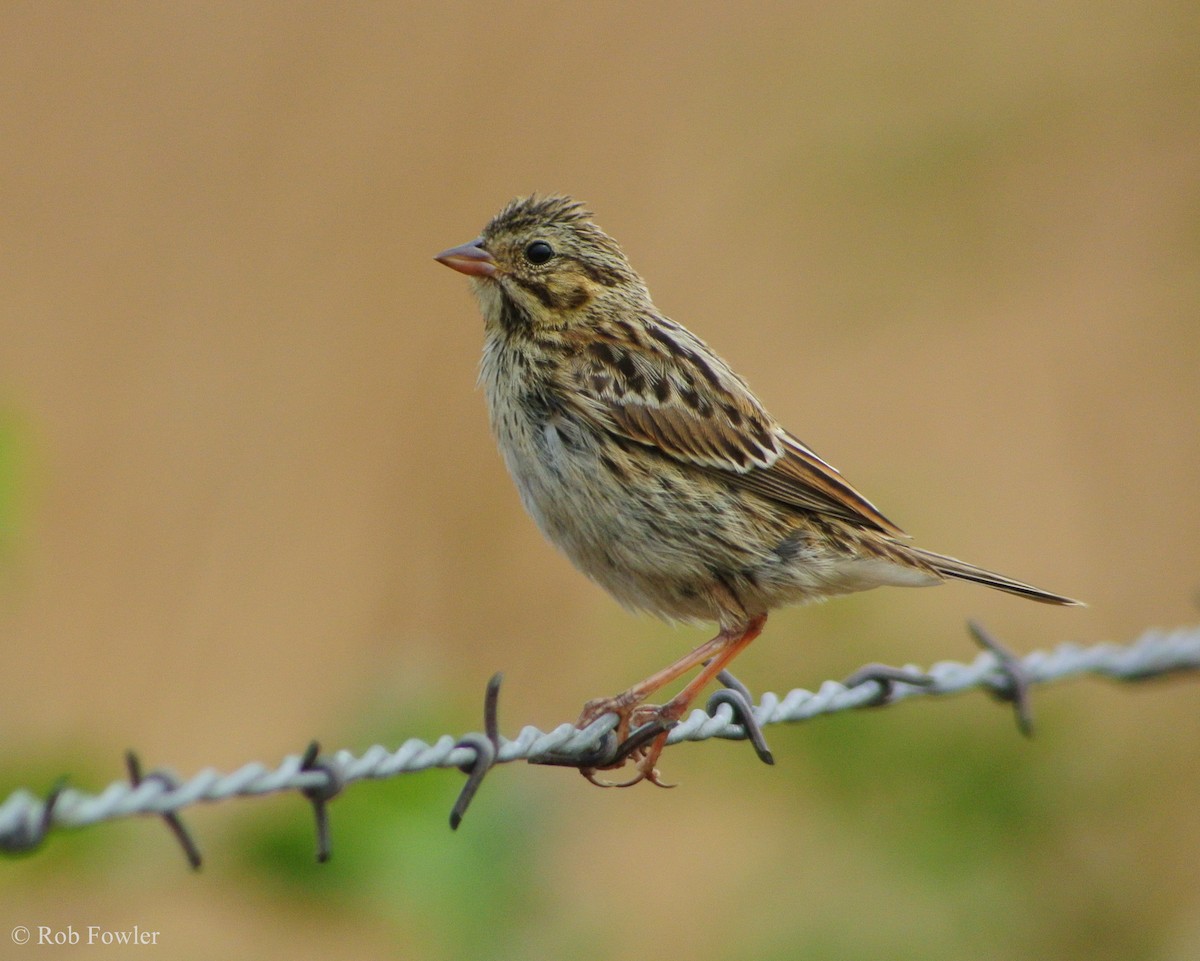 Savannah Sparrow - ML131638301