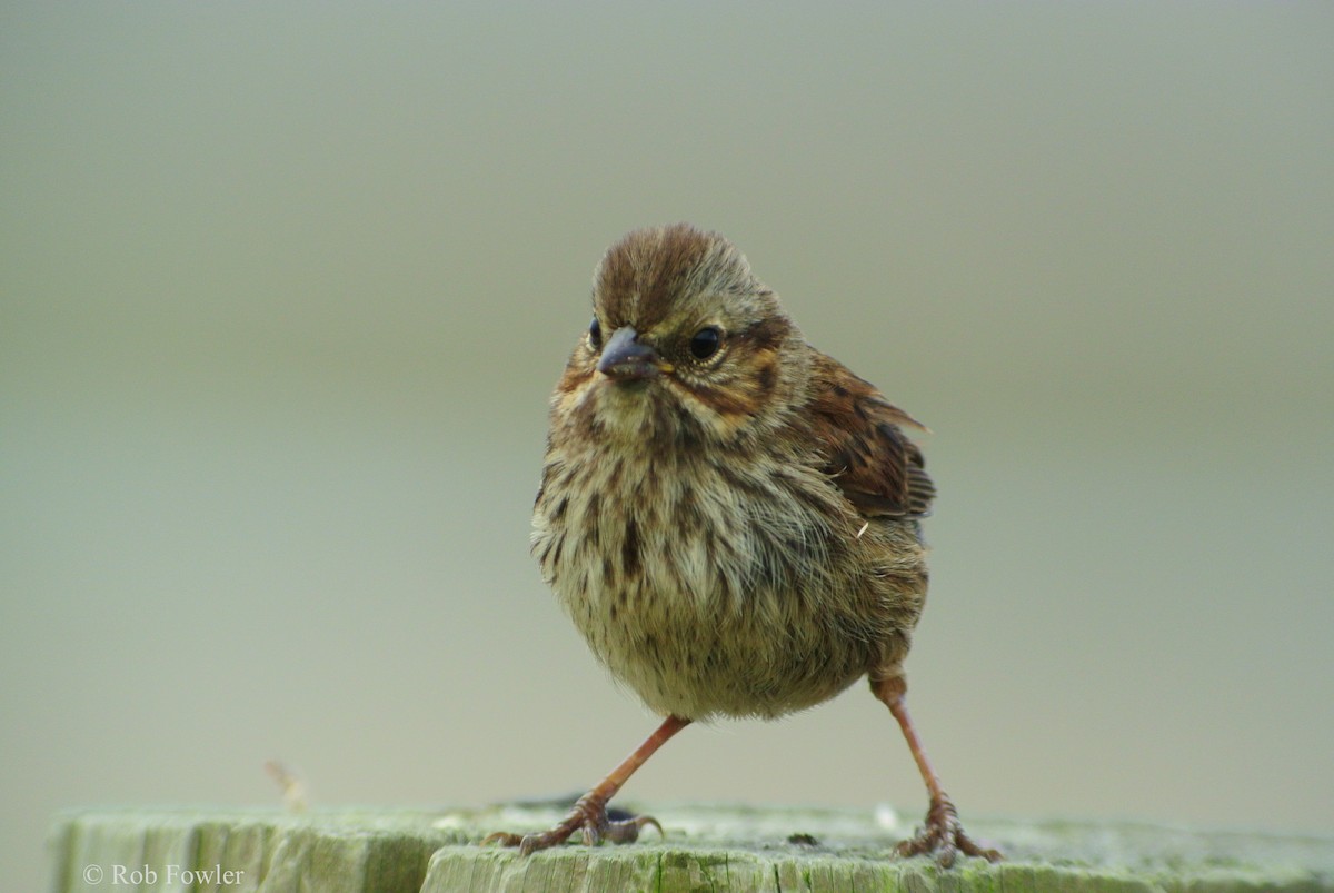 Song Sparrow - ML131638331