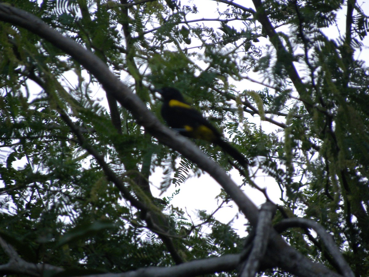 Puerto Rican Oriole - ML131640791