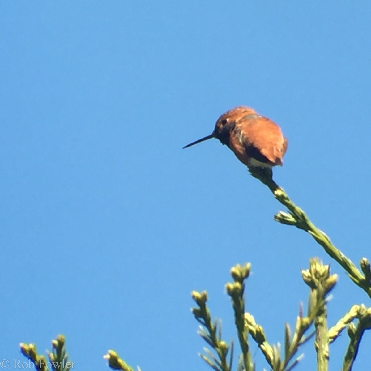 Colibrí Rufo - ML131642221