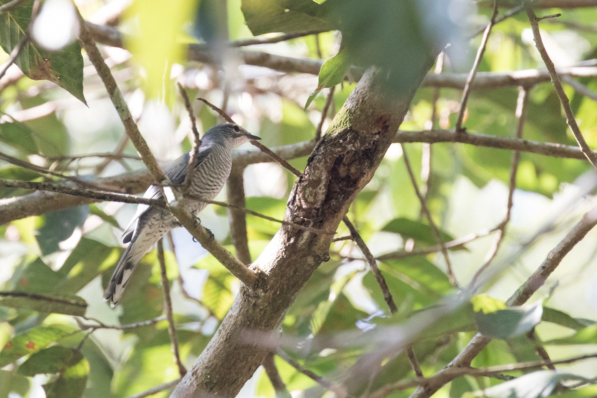 Indochinese Cuckooshrike - ML131643531