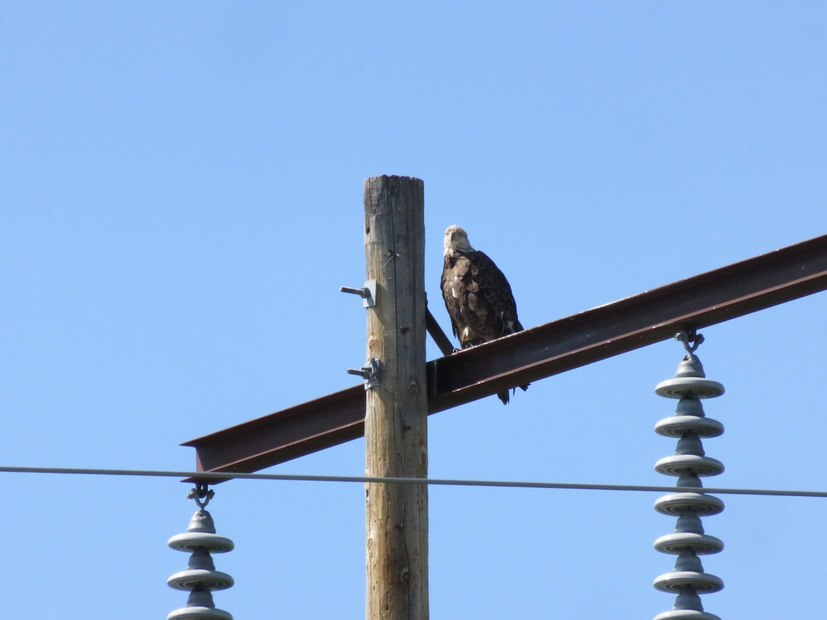 Bald Eagle - ML131644051